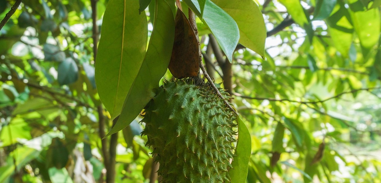 De zuurzak: Wat kan dit fruit voor onze gezondheid betekenen